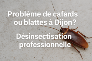 Cuisine dégradée avec présence visible de cafards dans un appartement à Dijon